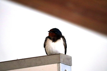 まだ子供の一匹のつばめ