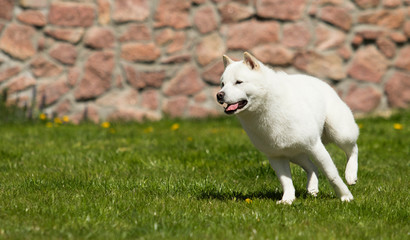the dog breeds Hokkaido runs on the lawn