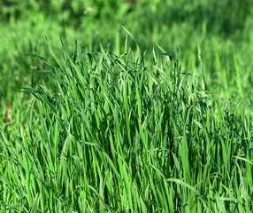 fresh green grass with long leaves