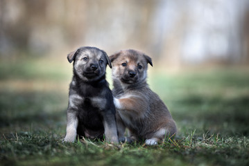 two adorable mixed breed puppies posing together outdoors