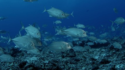 A huge school of Jacks. Big eye Trevally Jack, (Caranx sexfasciatus) Forming a polarized school, bait ball or tornado,Maldives, Indian Ocean, slow motion