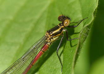Closeup Frühe Adonislibelle