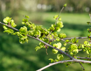 branch of European white elm, close up