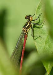 Frühe Adonislibelle