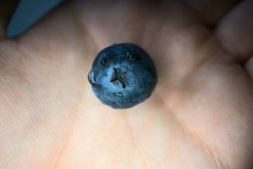 Blaubeere in Hand