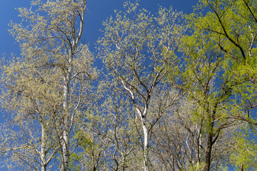  Spring trees against the blue sky on a sunny day