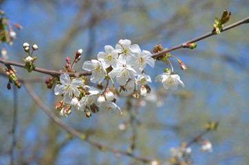 Weisse Baumblüten vor Himmelblau