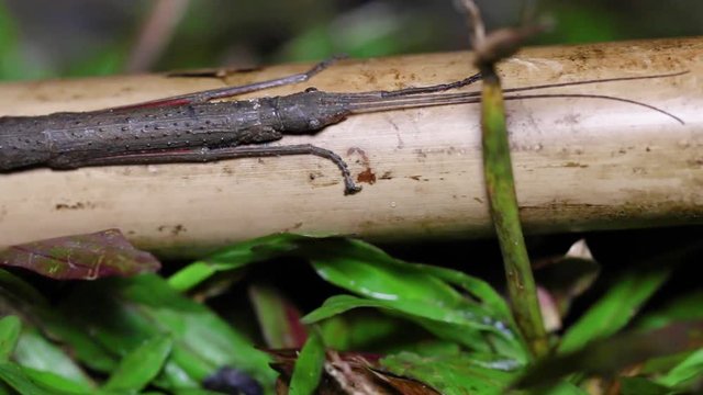 Closeup stick insect or Phasmids (Phasmatodea or Phasmatoptera) sitting on a wood at the national park of thailand.