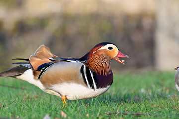 Mandarin duck walking in green gras in Filipstad