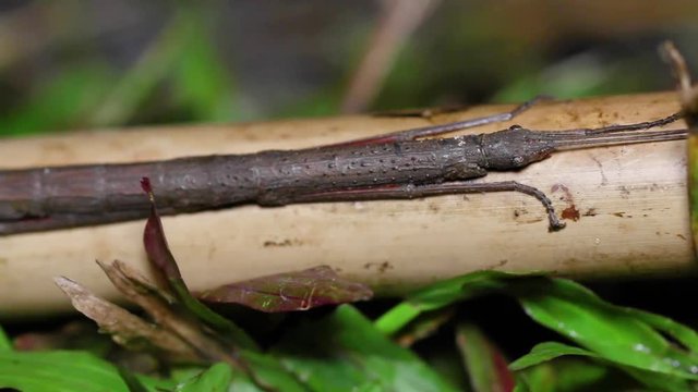 Closeup stick insect or Phasmids (Phasmatodea or Phasmatoptera) sitting on a wood at the national park of thailand.