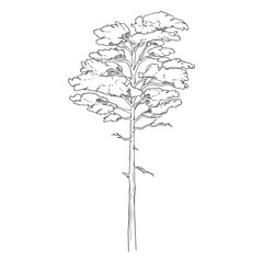 Vector Hand Drawn Sketch Pine Tree