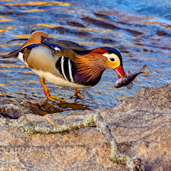 Obraz premium Mandarin duck with a fish in his beak