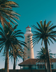 palm tree light house