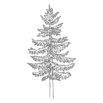 Vector Hand Drawn Sketch Spruce