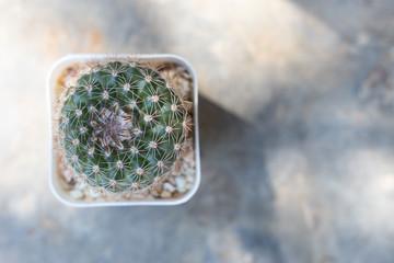 Cactus in potted