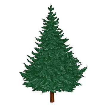 Vector Cartoon Evergreen Pine Tree on White Background