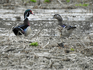 Wood Duck Couple