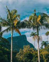 palm trees and nature views rio de janeiro