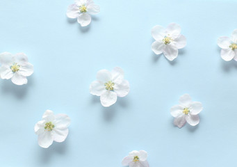 Spring white flowers  on textural blue paper. Spring background for design and decoration.