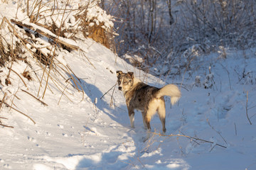 The alpha male of the Australian Shepherd  dominates the winter forest. The predator controls its territory. Bypass possession.