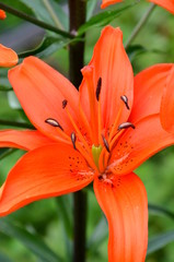Fototapeta premium Einzelne Feuerlilie in voller Blüte im Garten