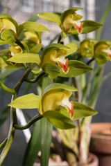 Orchid flower detail with drips of water.