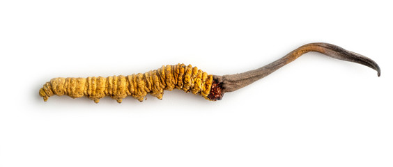 cordycepe sinensis (CHONG CAO, DONG CHONG XIA CAO) or mushroom cordyceps this is a herbs on isolated background. Medicinal properties in the treatment of diseases. National organic medicine.