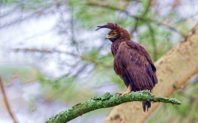 Kenyan National Park. The eagle,Lophaetus occitalis, is the bir