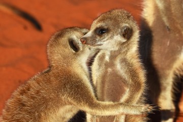 Junge Erdmännchen (suricata suricatta) kuscheln in der Kalahari in Namibia