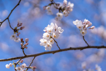 青空と桜