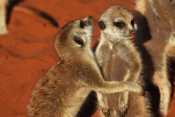 Junge Erdmännchen (suricata suricatta) kuscheln in der Kalahari in Namibia