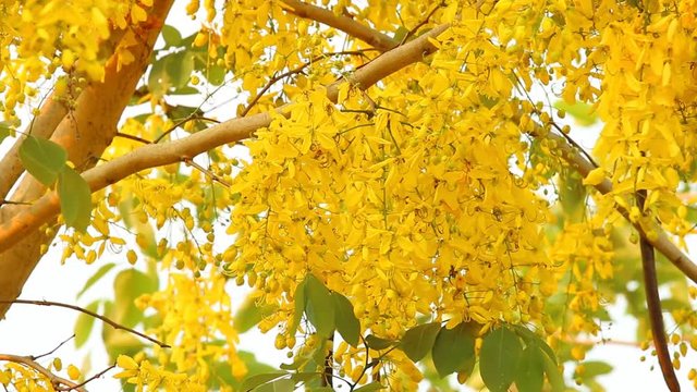 Golden shower  flower  moving by wind, Chiangmai Thailand