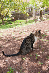 Cat enjoys a sunny day
