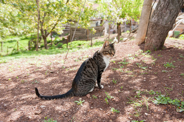 Cat enjoys a sunny day