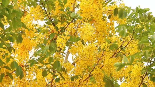 Golden shower  flower  moving by wind, Chiangmai Thailand