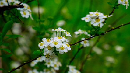 white flowers