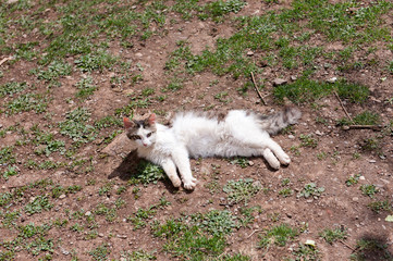 Cat enjoys a sunny day