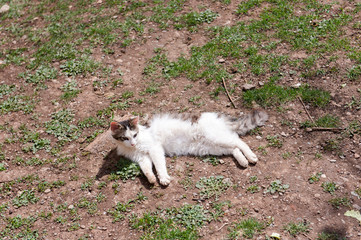 Cat enjoys a sunny day