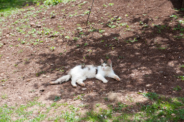Fototapeta premium Cat enjoys a sunny day