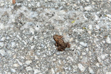 Little brown frog