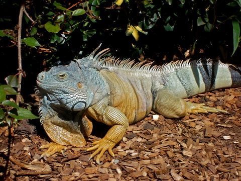 Iguana