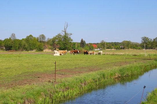 Cows on a meadow in Spree Forest, Countryside - Germany
