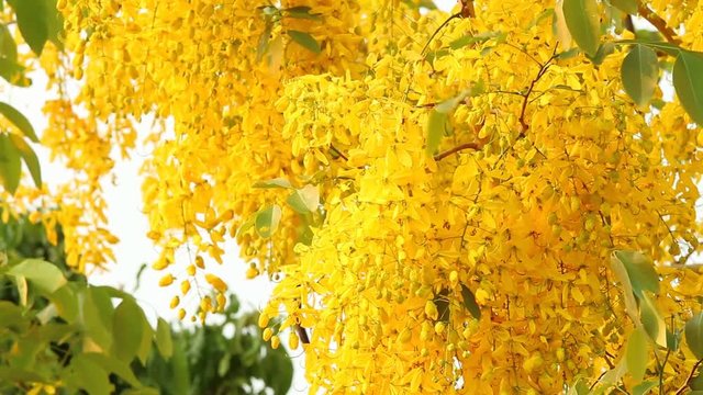Golden shower  flower  moving by wind, Chiangmai Thailand