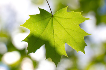 Green maple leaf close up under the rays of the sun against the sky