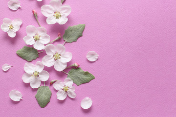 Fototapeta na wymiar Spring white flowers and light green leaves on textural pink paper. Spring background for design and decoration.