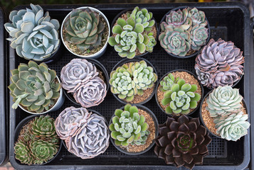 Beautiful desert rose flower collection, Closeup Beautiful Succulent Echeveria collections