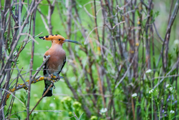 Eurasian hoopoe or Upupa epops perches on twig in steppe