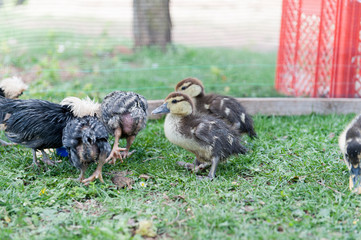 Baby duks in the garden