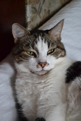 portrait of a tabby and white cat