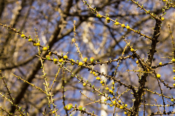 opening buds on larch, tender, light green, new, cones next to last year. Spring time